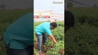 అధక దగబడనచచ దడడ రక మరచ టసన 005 Geenex Seeds