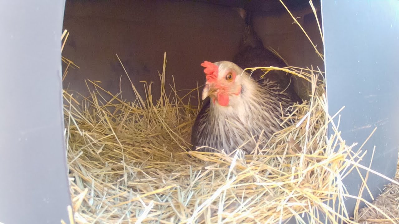 Make Chicken Nesting Boxes