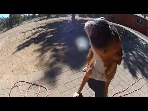 Thrasher the Boxer Dog vs Leaf Blower