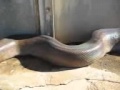 Anaconda