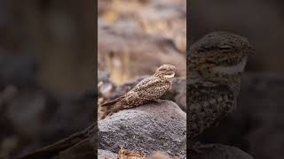 Lesser Nighthawk