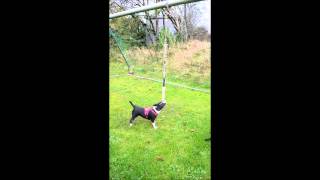 Bullterrier Miniature - Spring Pole Fun