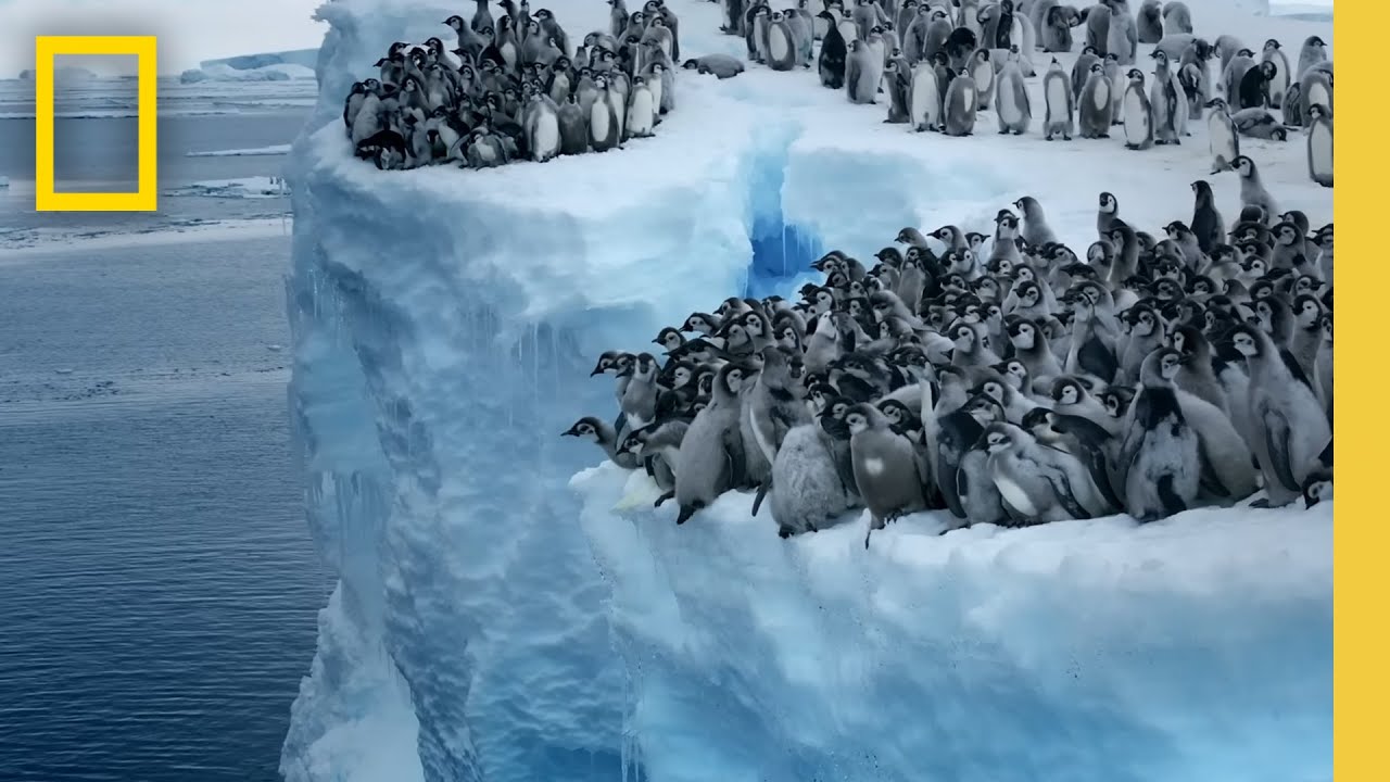 Kolla in mäktiga dyk med pingviner