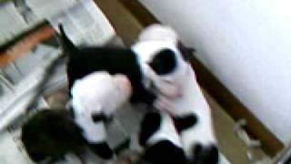 Staffie Pups Great Escape