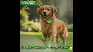 Vt01 Ip67 Waterproof 4G Gps Pet Tracker Collar Real-Time Tracking