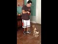 florida dog trainer