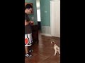 florida dog trainer