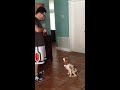 florida dog trainer