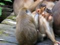 Macaques grooming and having fun