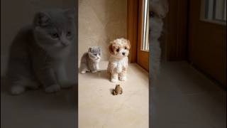 Dog And Cat Alert The House Theres A Frog Intruder