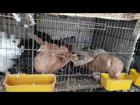 thu mua bán bô câu gà mỹ to con tra ving LH0925644321