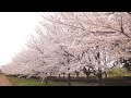 古代蓮の里の桜