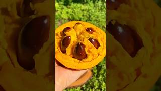 Canistel Alkesa Dan Sawo Mentega Adalah Buah Yang Sama