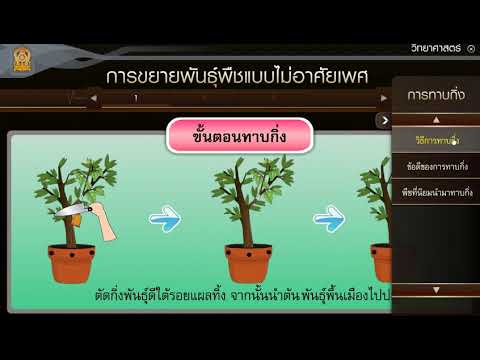 การขยายพันธุ์แบบไม่อาศัยเพศ ตอนที่ 2 วิทยาศาสตร์ ม.1