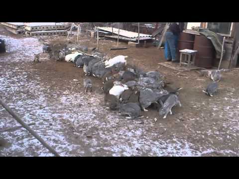 100 жирных кроликов 100 жирных кроликов