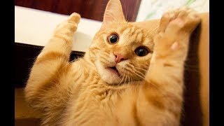 Приколы С Котами | Топовая Подборка Видео Приколов С Котиками
