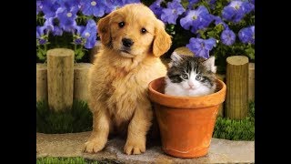 Лучшие Приколы Про Собак И Кошек | Подборка Видео Приколов Про Милых Котиков И Собак #4