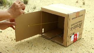 Creative Life Hack Diy Pigeon Bird Trap With Cardboard Box