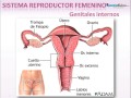 Sistema Reproductor Femenino. Introducción
