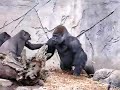 Zoo Gorilla attack