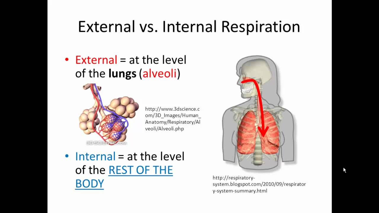 External and Internal Respiration (Gas Exchange) SIMPLIFIED!!! - YouTube