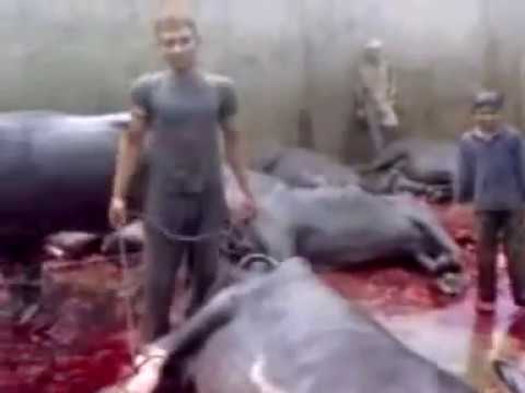 Sudesh Kumar Foundation Appeal to impose Ban on all Slaughterhouses...