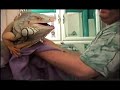 Title:Draggo bath Description:If you like my videos Please Sponsor our rescued iguanas and our educational non-profit work thru paypal or PO box @ www.petfinder.com/NC298 <br />In this video: Draggo was a rescue i took in years ago and was the biggest iguana i ever saw at 22 pounds and 5' 6"<br />Enjoy watching! and Thanks