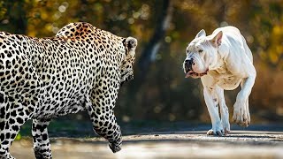 Этот Леопард Просто Ненавидит Псов!!! Редкие Сражения Животных , Снятые На Камеру!
