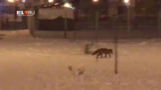 Видео Лисья охота в Краснолесье. Екатеринбург от E1.RU, улица Краснолесья, Екатеринбург, Россия