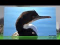 Cormorant's Amazing Deep Dive Video Footage