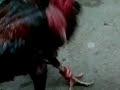 image Ayam Bangkok Jago Tarung Iwan Tanjung