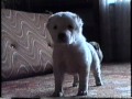 Собаковод! <br >Ваша собака Вас 