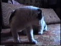 охраны, лижет руки всем подряд? 