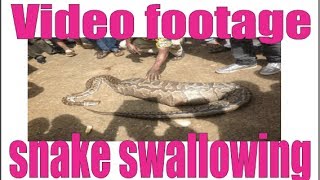 Snake Swallows Woman Whole In Makueni Snake Swallows Woman Whole In Makueni
