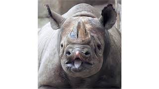 Rhino Milk