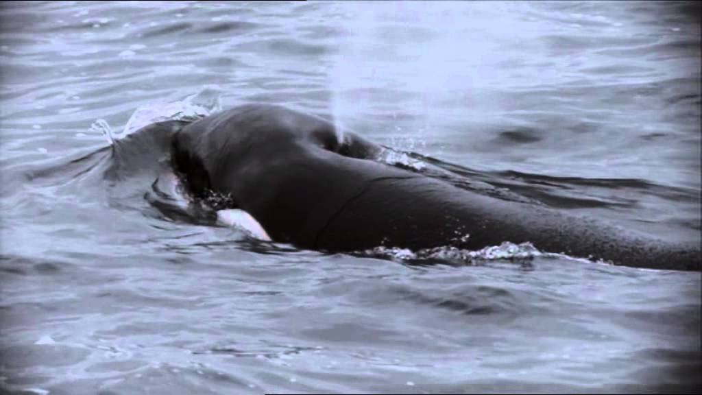 Kosatka Největší zabiják oceánů YouTube