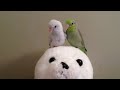 Happy Birdie Valentine's Day!