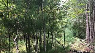Kodak Blind Trail 09-14-19