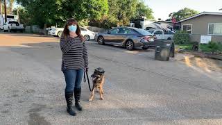 First lesson transformation Shepard The Noble Dogs