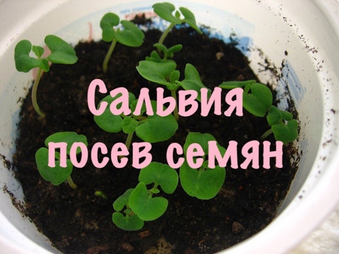 Сальвия посев когда Сальвия посев когда