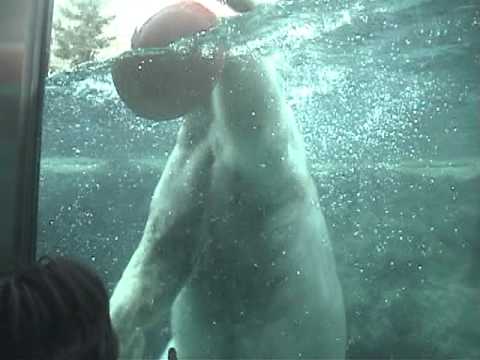 旭山動物園：大迫力のホッキョク熊！