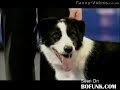 Smart Dogs