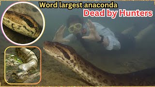 World's Largest Anaconda, Viral Sensation, Shot Dead by Hunters in Brazil