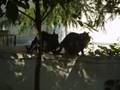 Büyük Adada Fuhuş | Kedi Çiftleşmesi - Sinema Yorum