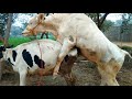 Beautiful cow mating first time