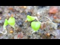Download Lithop Seeds Planted 7 Days Ago Lithop Seeds Planted 7 Days Ago