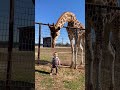 view Giraffe