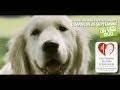 Clip FFAC - Journée Portes Ouvertes 2010 des Ecoles de Chiens Guides d'Aveugles
