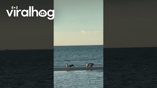 Happy Island Dogs Play On Beach || Viralhog