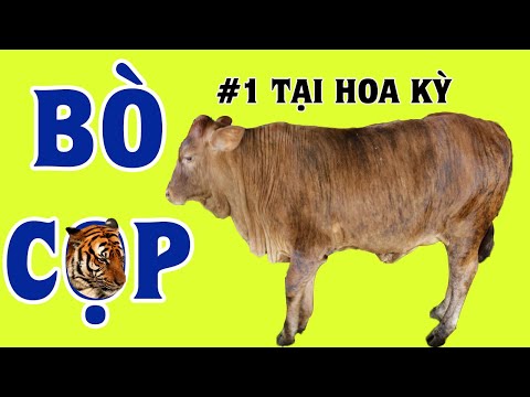 BÒ CỌP CÓ GÌ KHÁC LẠ? MÀ LẠI LÀ NIỀM TỰ HÀO CỦA NGƯỜI DÂN HOA KỲ